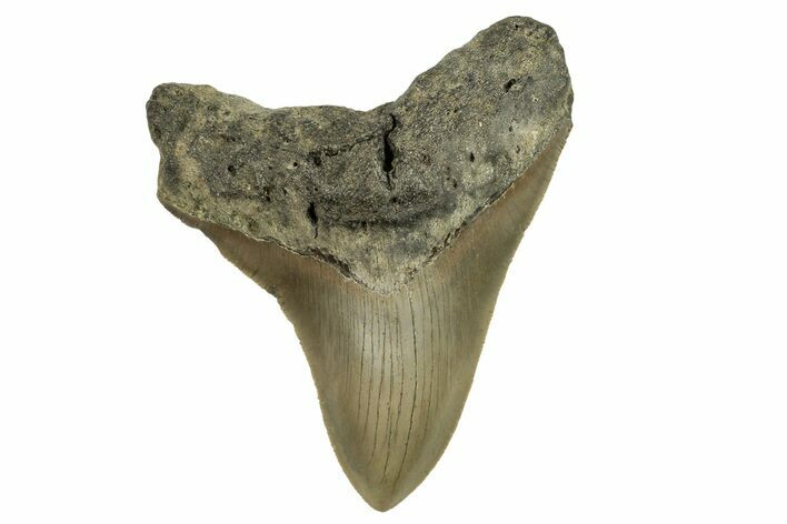 Serrated, Fossil Megalodon Tooth - North Carolina #294532